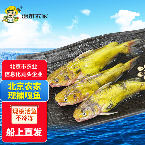 密云农家水源地新鲜嘎鱼