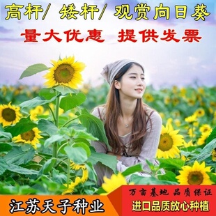 向日葵种子观赏切花食用花籽油葵花种籽子盆栽阳台庭院室外花种子