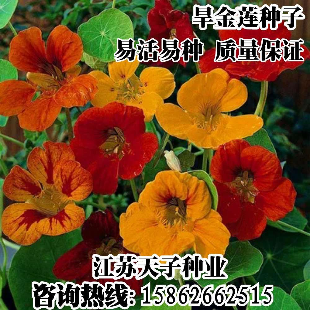 四季易种室内阳台盆栽包邮旱荷花
