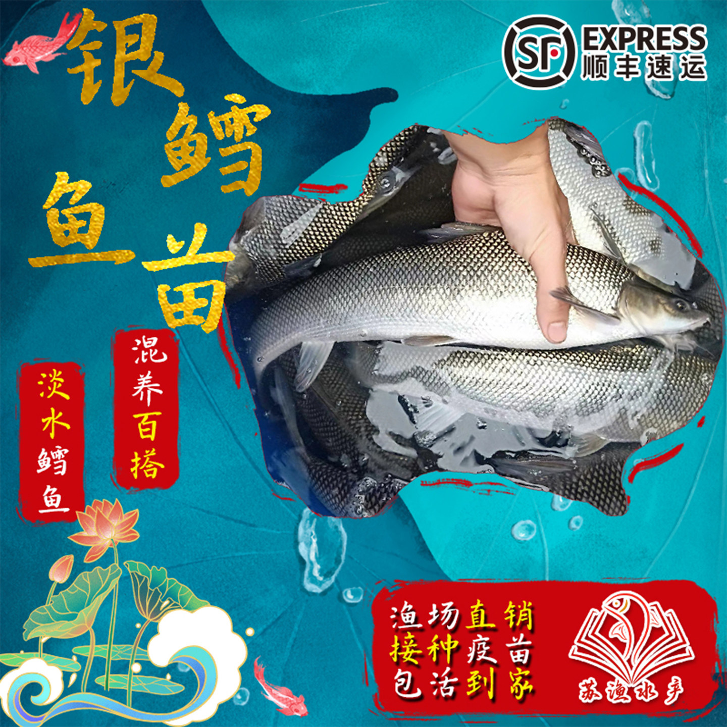 大规格淡水银鳕鱼苗大鳞鲃鱼苗鳕鱼苗高档鱼苗活体大型淡水养殖鱼