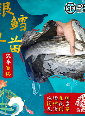 本土银鳕鱼苗大鳞鲃鱼苗鳕鱼替代