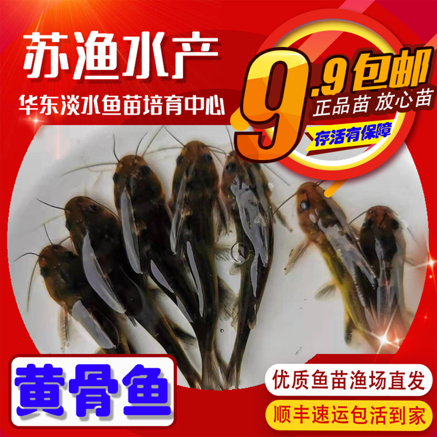 黄骨鱼苗黄颡鱼苗黄辣丁汪丁苗黄刺鱼汪刺鱼水库活体喂食打氧淡水