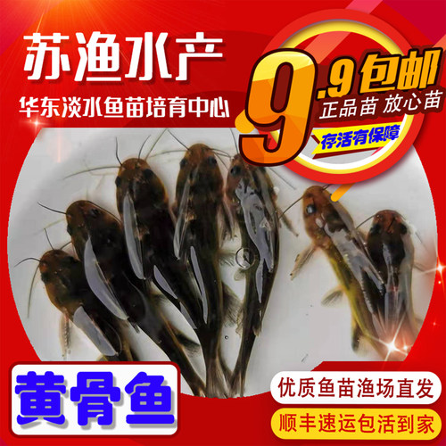 黄骨鱼苗黄颡鱼昂刺鱼鱼苗汪丁