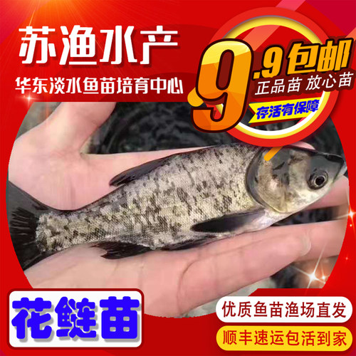 本地花鲢苗白鲢苗草鱼苗青鱼苗