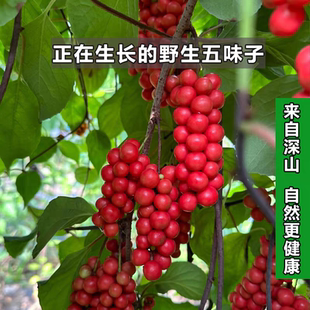 深山长白山野生五味子，深山野生中药材五味子250g/500g
