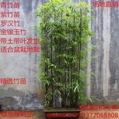 金镶玉青竹苗庭院观赏植物绿化