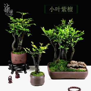 常青植物 小叶紫檀树苗紫檀树桩盆景室内阳台盆栽花卉绿植耐寒四季