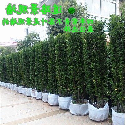 丛生北海道黄杨单颗直立冬青绿篱
