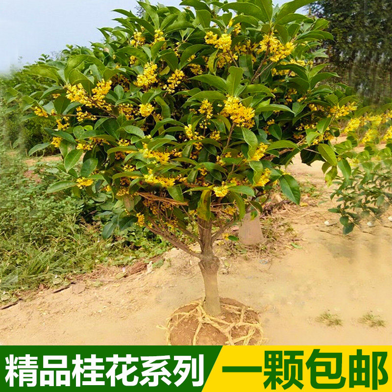桂花苗 盆栽丹桂树苗 金桂苗 桂花树苗 日香桂 桂花小苗 庭院花卉
