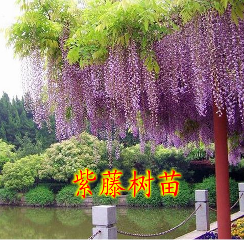 树苗爬藤植物庭院四季攀援花卉
