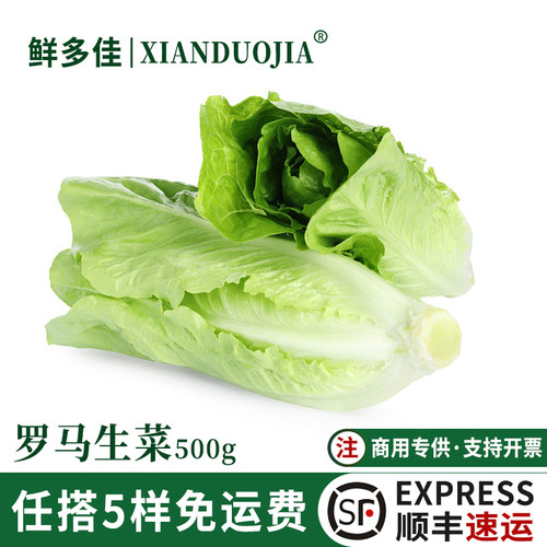 罗马生菜新鲜罗纹生菜沙拉蔬菜
