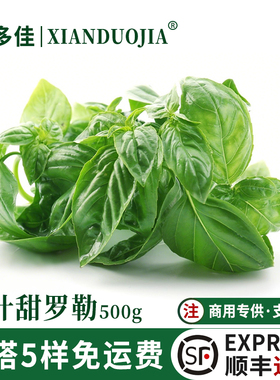 罗勒叶新鲜食用大叶甜罗勒青酱制作原料调料披萨意面法餐西餐食材