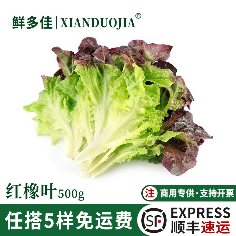 红橡叶生菜新鲜西餐蔬菜沙拉食材