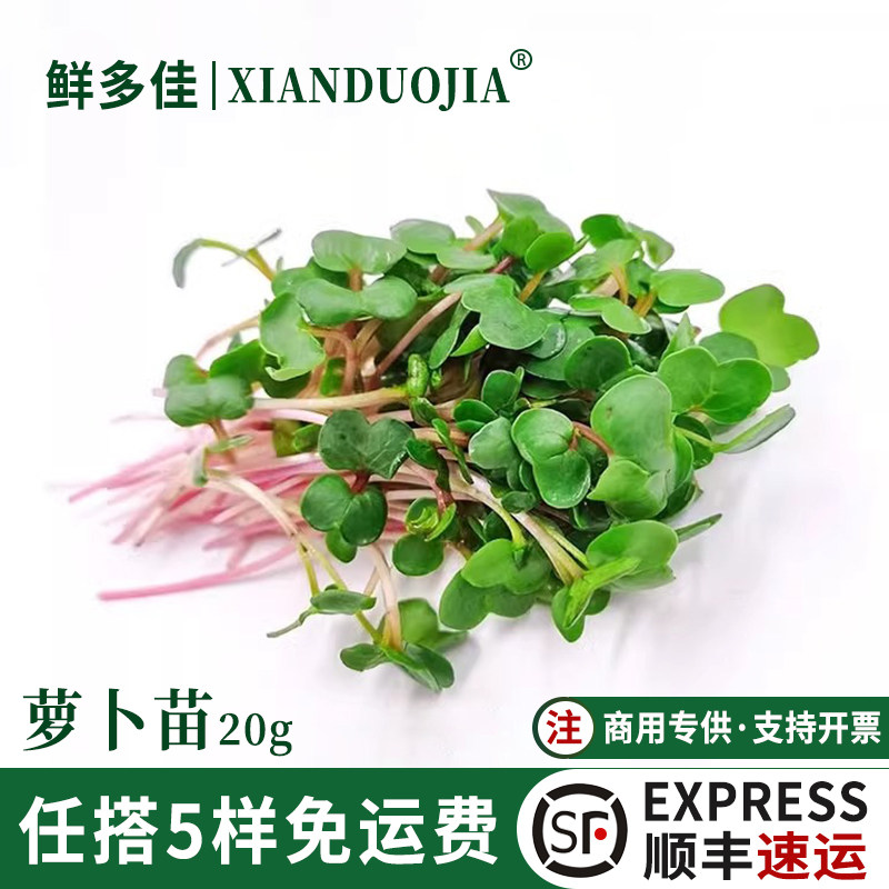 新鲜萝卜苗白色萝卜苗芽苗蔬菜