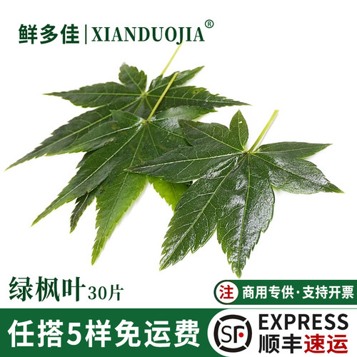 绿枫叶新鲜盐渍枫树叶红枫叶装饰