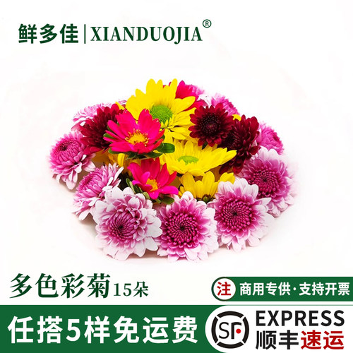 多色彩菊新鲜小雏菊黄菊迷你菊花