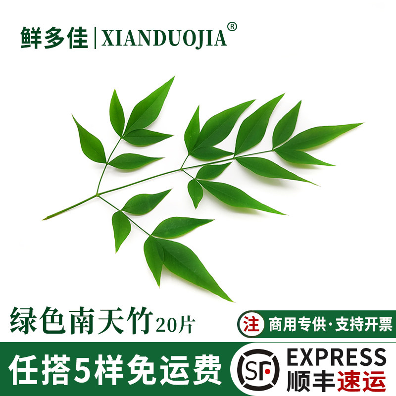 绿色南天竹新鲜绿南天竹叶装饰