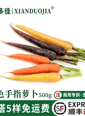 彩色小萝卜新鲜手指萝卜紫色黄色三色七彩迷你胡萝卜酒店西餐食材