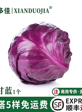 紫甘蓝新鲜球生菜卷心菜紫包菜轻食沙拉蔬菜西餐食材现摘紫色包菜