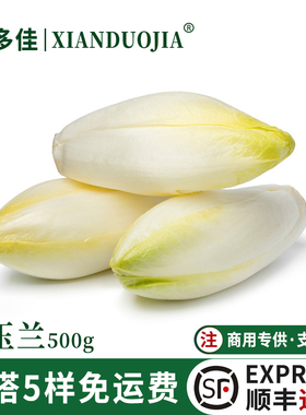 新鲜白玉兰菜500g金玉兰芽球菊苣endive蔬菜沙拉欧洲比利时生菜