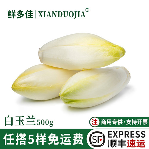 新鲜白玉兰菜金玉兰芽球菊苣