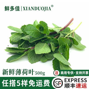 薄荷叶新鲜食用调酒吧台奶茶店用