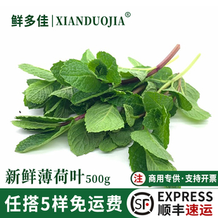 薄荷叶新鲜食用调酒吧台奶茶店用留兰香薄荷叶子烘焙泡水装饰摆盘