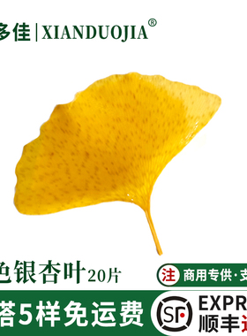 黄色银杏叶新鲜银杏叶真空盐渍西餐摆盘装饰花草日料蛋糕装饰点缀