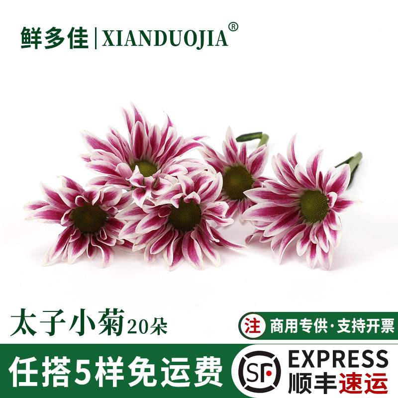 新鲜太子小菊彩菊迷你菊花鲜花