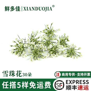 雪珠花新鲜蕾丝花烘焙蛋糕酒店日料刺身西餐摆盘装饰花草饮品鲜花