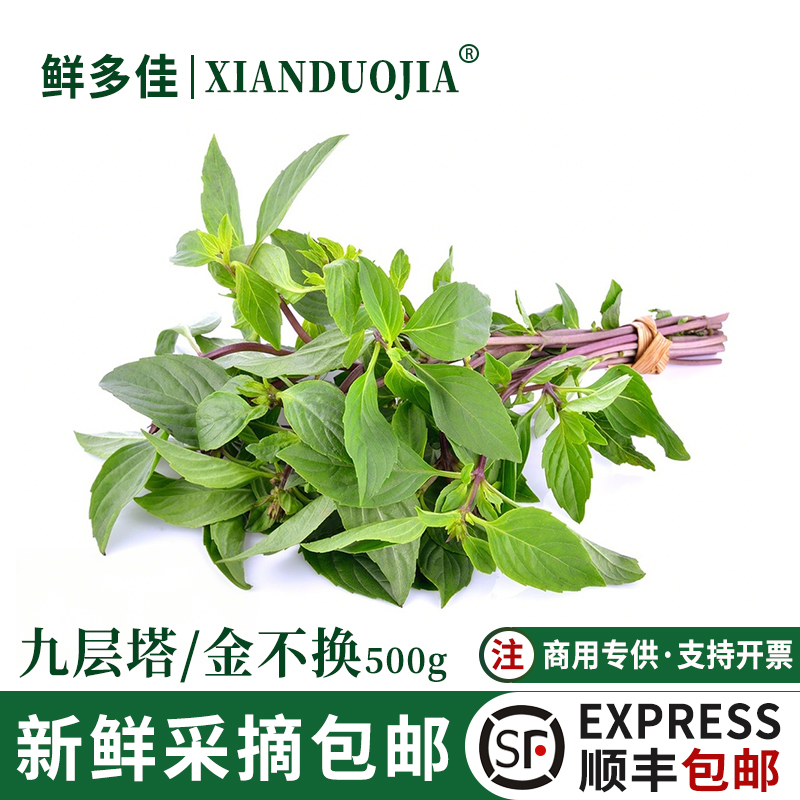 九层塔食用新鲜金不换非罗勒叶