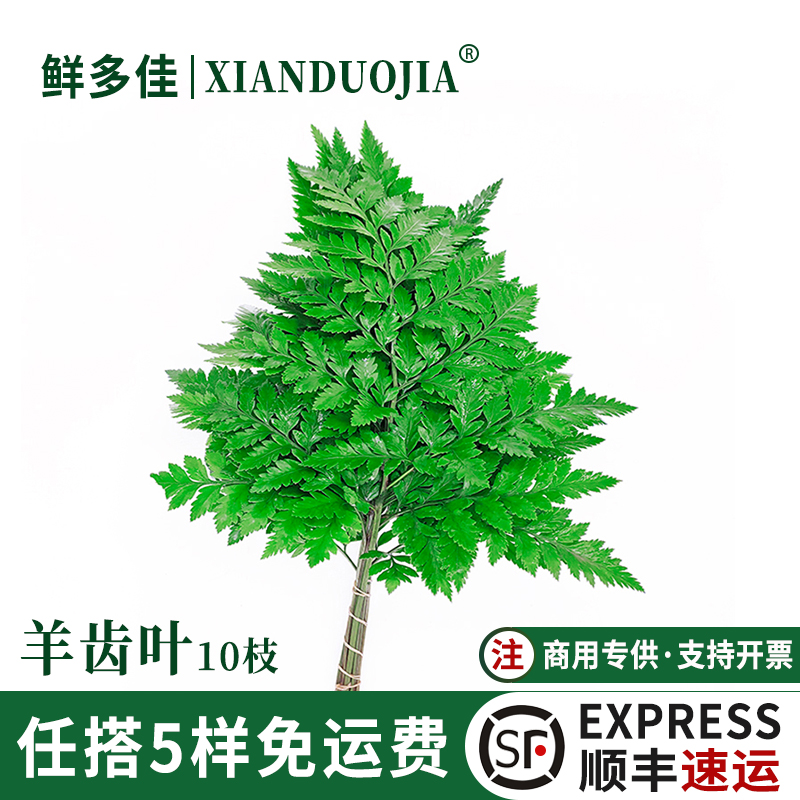 高山羊齿叶新鲜芒叶杨子叶草蕨