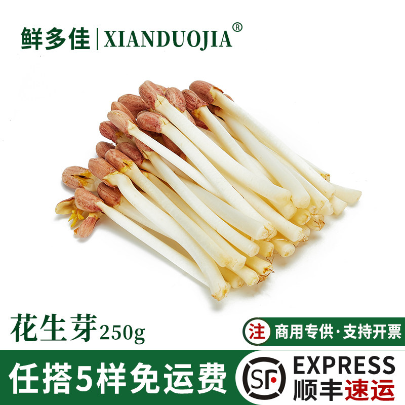 新鲜花生芽长寿芽苗蔬菜火锅食材
