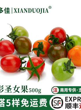 五彩圣女果新鲜彩色小番茄装饰