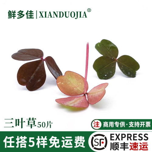 缤纷三叶草新鲜红色幸运草装饰草