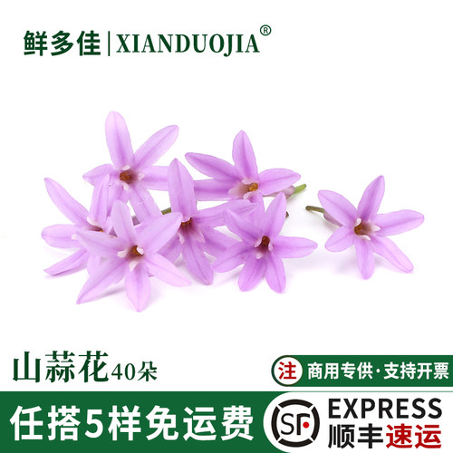 山蒜花新鲜星光璀璨花繁星花装饰