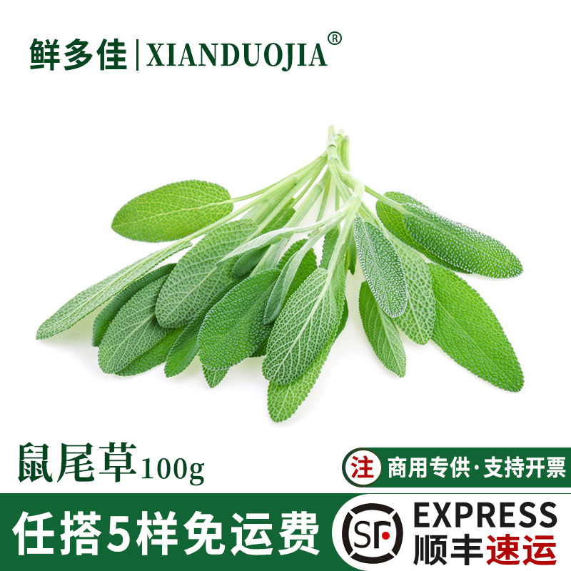 鼠尾草新鲜南丹参西餐食用香料