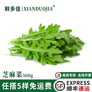 芝麻菜新鲜生菜火箭菜德国芥菜轻食蔬菜沙拉西餐食材即食生菜沙拉