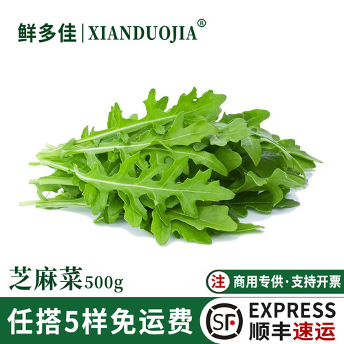 芝麻菜新鲜生菜火箭菜蔬菜沙拉