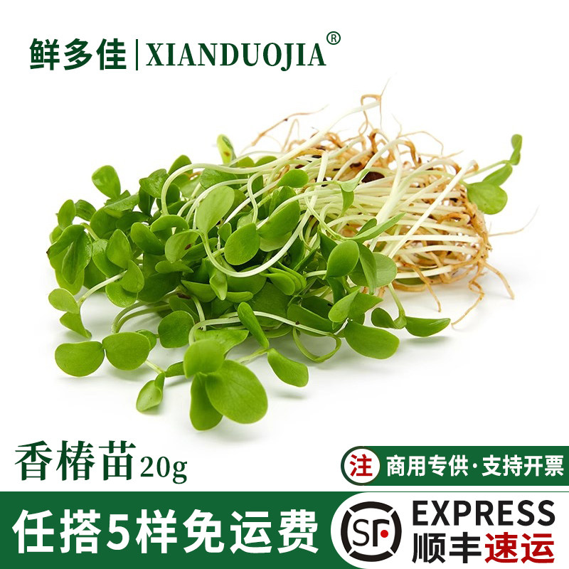 新鲜香椿苗芽苗菜香椿苗新鲜蔬菜