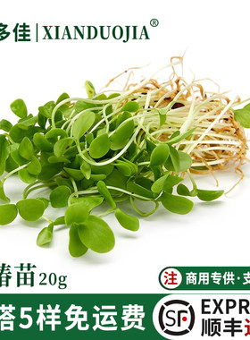 新鲜香椿苗芽苗菜香椿苗新鲜蔬菜