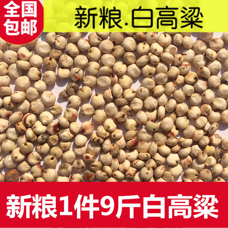白高粱鸽粮包邮鸟食饲料斑鸠