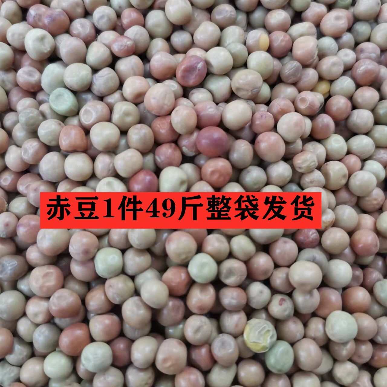 五谷杂粮生白鸽子饲料