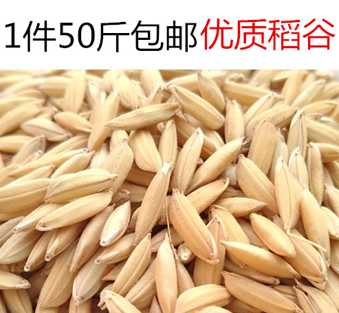 农家自种稻谷喂鸡鸭鹅鸟类鸽子
