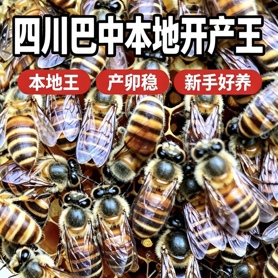 中蜂蜂王种王优质高产蜜蜂开产王四川巴中产卵王