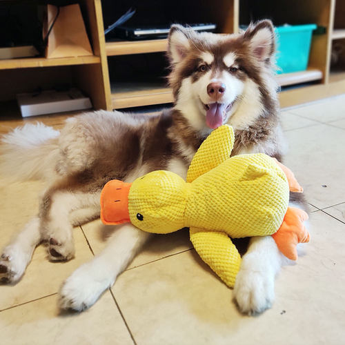Dog toys plush, bite resistant, sleep companion, sound makin