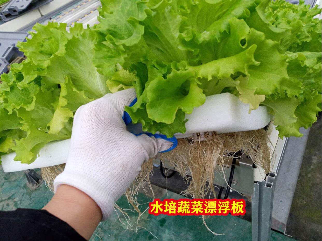 空心菜无土栽培蔬菜设备生菜水芹菜漂浮种植板鱼塘鱼菜共生种菜板