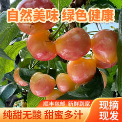 进口斯凯拉雷天空之城黄金车厘子纯甜整箱特级4J黄樱桃孕妇水果