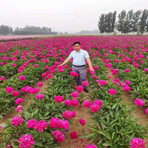 芍药根牡丹花苗阳台庭院重瓣四季