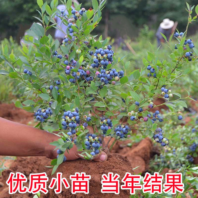 带花蓝莓苗特大盆栽蓝莓阳台庭院